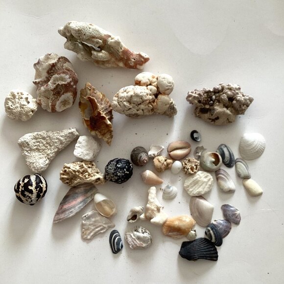 An Assorted Collection of Small Seashells Great For Arts Crafts Pictures Jewelry - Picture 1 of 3